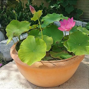 Lótus Sagrado Mix (Nelumbo nucifera) 04 SEMENTES