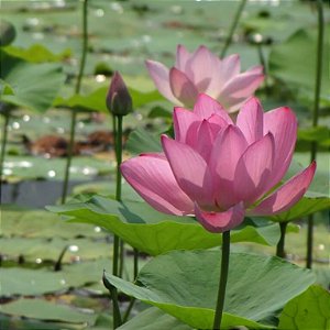 Sementes de Lótus Sagrado Mix - Nelumbo nucifera - Flor aquática