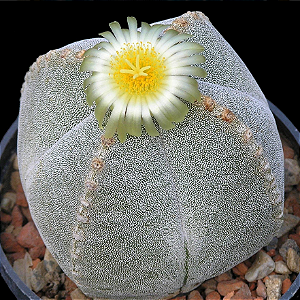 Astrophytum myriostigma quadricostatum - 10 sementes