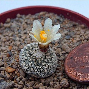10 Sementes de Blossfeldia liliputiana (O Menor Cactos do Mundo)