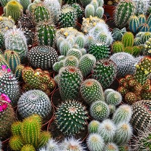 Sementes de Cactos Mix (30 sementes)