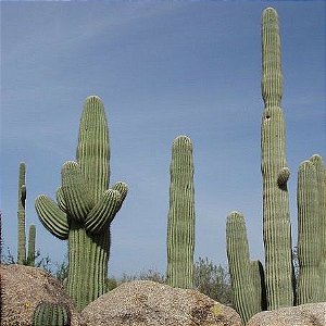 Sementes de Carnegia gigantea 'Cactos Gigante' (10 sementes)