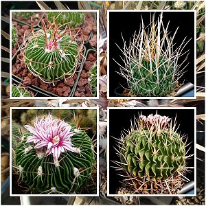 Sementes de Echinofossulocactus Mix (10 sementes)