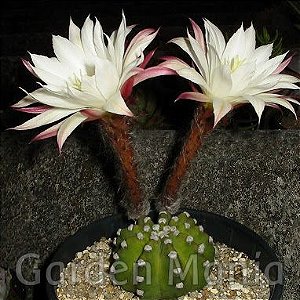 Sementes de Echinopsis subdenudata (10 sementes)