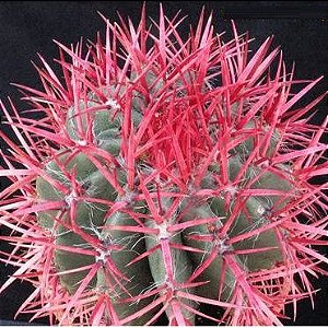 Sementes de Ferocactus acanthodes 'Cactos Barril de Fogo' (10 sementes)