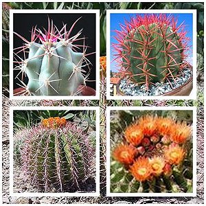 Sementes de Ferocactus Mix (10 sementes)