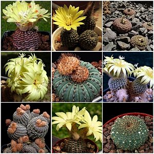 Sementes de Frailea Mix (10 sementes)