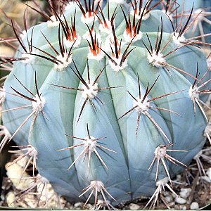 10 Sementes de Melocactus azureus (Cactos)