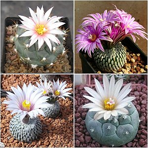 Sementes de Turbinicarpus Mix (10 sementes)
