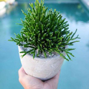 Sementes de Rhipsalis Mix (10 sementes)