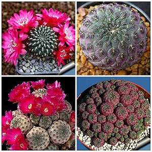 Sementes de Sulcorebutia Mix (10 sementes)