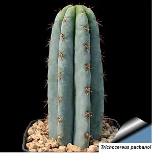 Sementes de Trichocereus pachanoi 'Cactos São Pedro' (10 sementes)