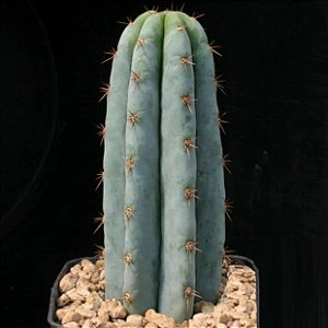 Sementes de Trichocereus pachanoi 'Cactos São Pedro' (10 sementes)