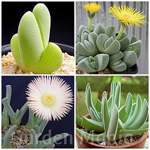 Sementes de Cheiridopsis Mix (10 sementes)