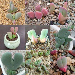 Sementes de Cheiridopsis Mix (10 sementes)