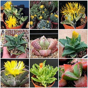 Sementes de Faucaria Mix (10 sementes)