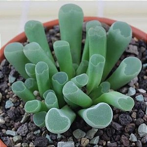 Frithia pulchra - 10 sementes - Baby Toes