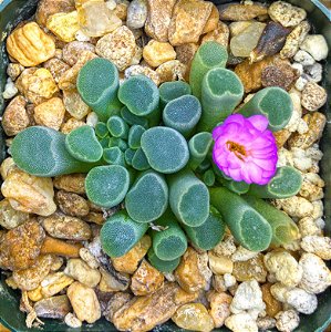 Sementes de Frithia pulchra 'Baby Toes' (10 sementes)