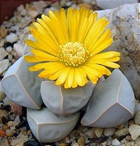 Sementes de Lapidaria margaretae (10 sementes)