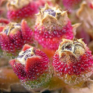 Sementes de Mesembryanthemum crystallinum 'Flor de Gelo' (10 sementes)