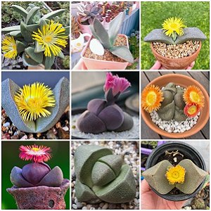 Sementes de Pleiospilos Mix (10 sementes)