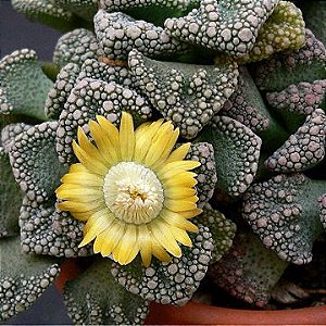 Sementes de Titanopsis calcarea (10 sementes)