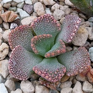 Sementes de Titanopsis calcarea (10 sementes)