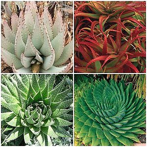 Aloe Mix - Suculenta - 10 sementes