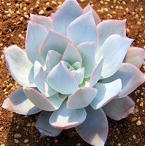 Sementes de Echeveria cante (10 sementes)