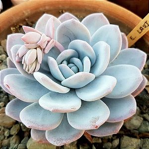 Sementes de Echeveria laui (10 sementes)