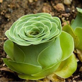 Sementes de Greenovia aurea Gran Canaria 'Suculenta Montanha de Rosas' (15 sementes)