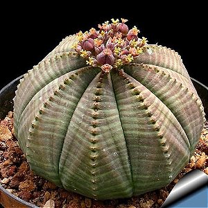 Sementes de Euphorbia obesa 'Planta Baseball' (5 sementes)