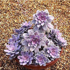 Sementes de Graptopetalum pentandrum ssp superbum (10 sementes)