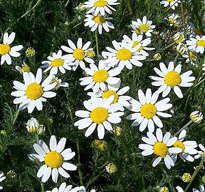 Sementes de Camomila Alemã Verdadeira (Matricaria recutita)