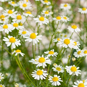 Sementes de Camomila Alemã Verdadeira (Matricaria recutita)