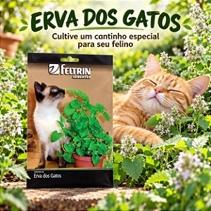 Sementes de Catnip - A Erva dos Gatos (Nepeta cataria)