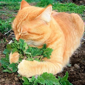 Sementes de Catnip - A Erva dos Gatos (Nepeta cataria)