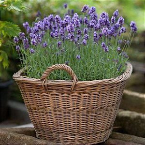 Sementes de Lavanda Inglesa Verdadeira (Lavandula angustifolia)