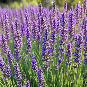 Sementes de Lavanda Inglesa Verdadeira (Lavandula angustifolia)