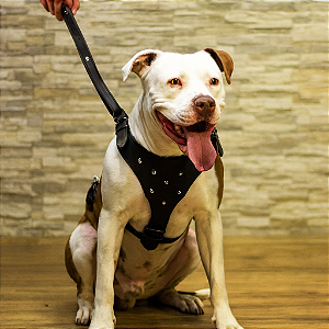Coleira peitoral Gladiador até 35kg