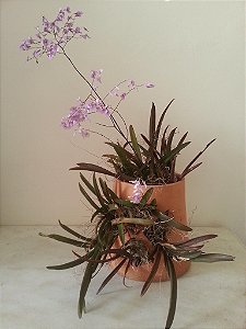 Muda da Mini Orquídea Lilas