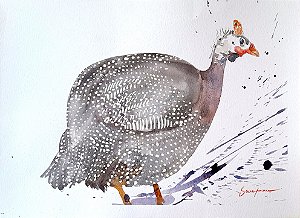 Galinha d`Angola - aquarela