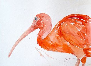 Guará - aquarela