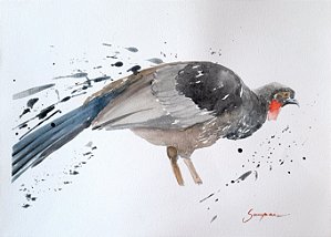 Jacu Penelope- aquarela