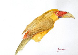 Araçari Banana - aquarela