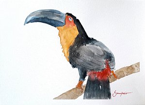 Tucano de Bico Preto - aquarela