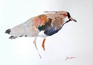 Quero Quero - aquarela