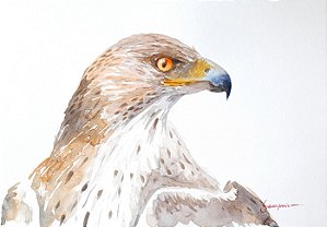 Águia - aquarela