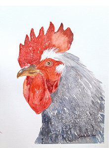 Galo Branco - aquarela