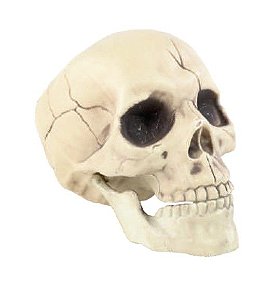 Enfeite Cranio Mandíbula Móvel com 1 Unidade - Halloween - Ref 29004016 Cromus